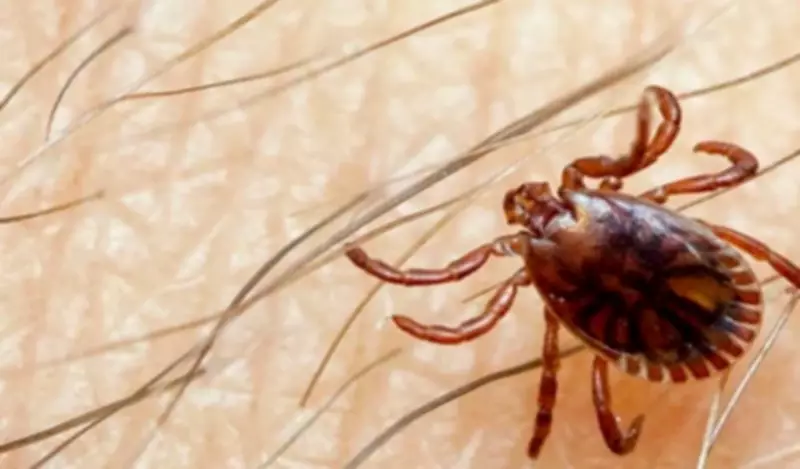 Health Alert: First Congo Virus Case Sparks Eid-ul-Adha Warning in Pakistan