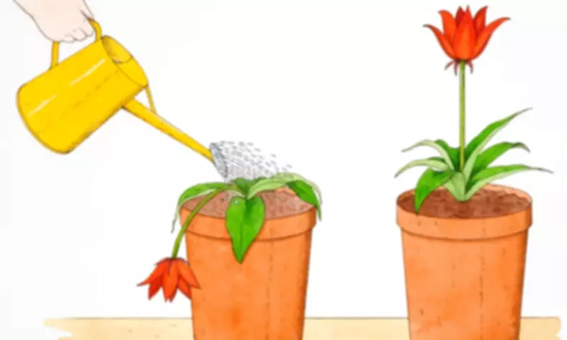 Overcoming the Fear of Being a Burden to Effectively Ask for Help