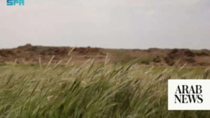 Seasonal Rains Transform Northern Borders into 'Green Gold' with Stipa Capensis Bloom