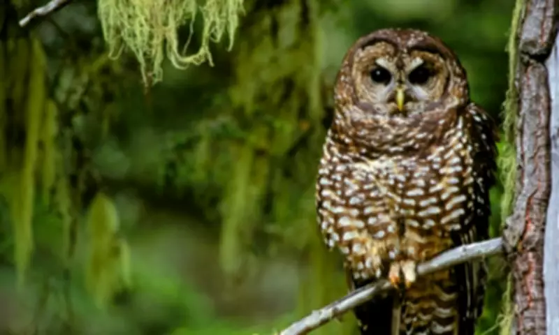 The Surprising Truth About Logging: Environmental Benefits and Economic Realities