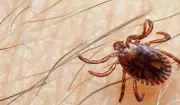 Health Alert: First Congo Virus Case Sparks Eid-ul-Adha Warning in Pakistan