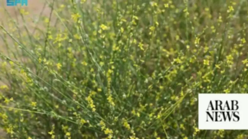 Al-Alaqah Shrub Highlights Jazan's Rich Plant Diversity