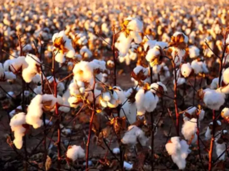 Bahawalpur Achieves 80% of Cotton Production Target
