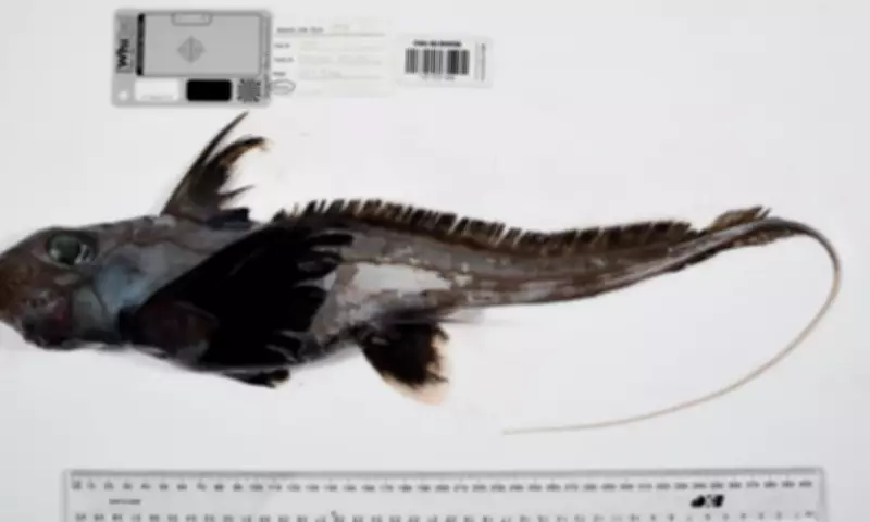 Bizarre Deep-Sea Creatures Discovered in Never-Before-Seen Photos