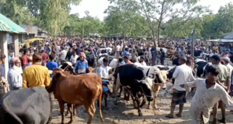 Crackdown on Illegal Cattle Markets Ahead of Eidul Adha