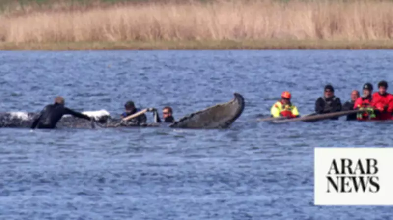Humpback whale rescued in Germany found dead off Danish island