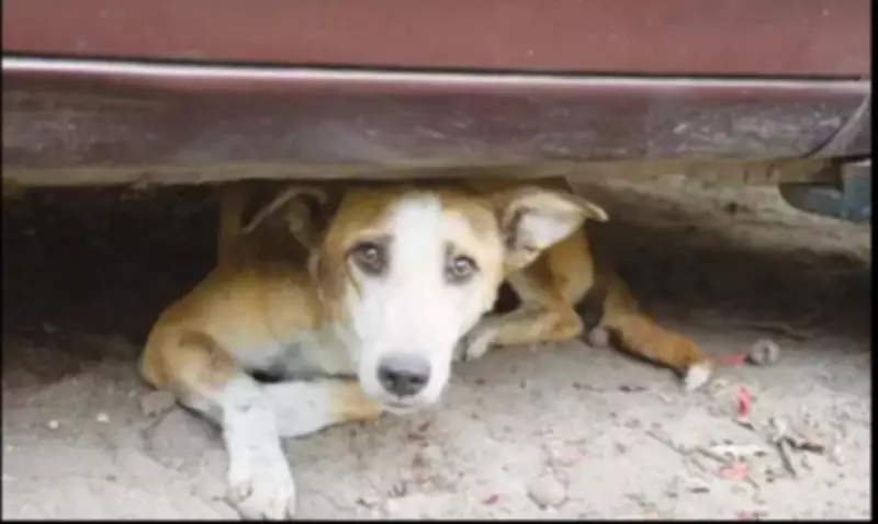 IHC Bans Inhumane Stray Dog Culling, Orders Humane Methods