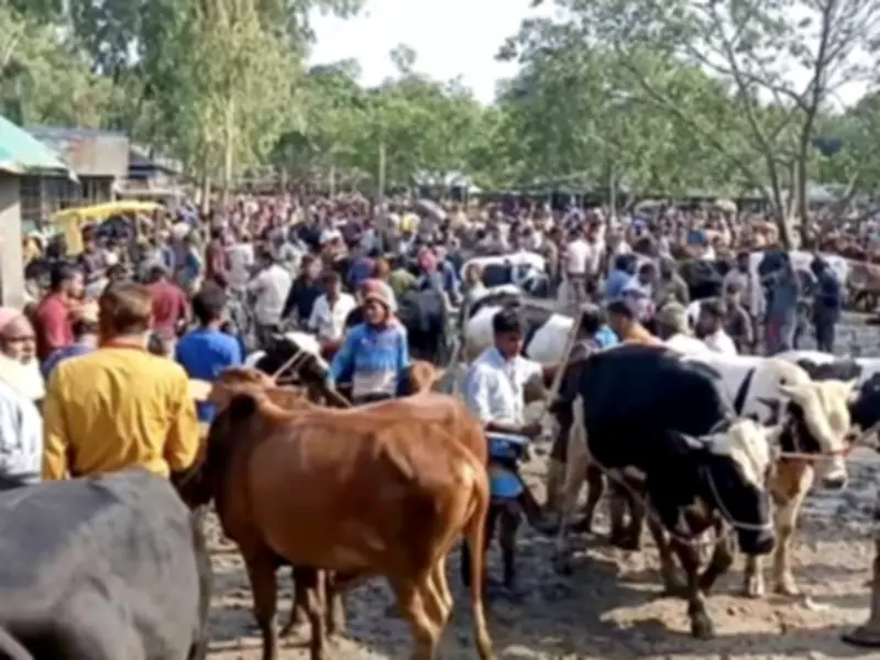 Karachi Launches Crackdown on Illegal Cattle Markets Ahead of Eid