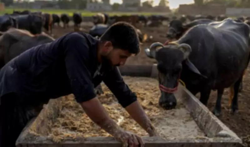 Pakistan, China Discuss Livestock Genetics Cooperation