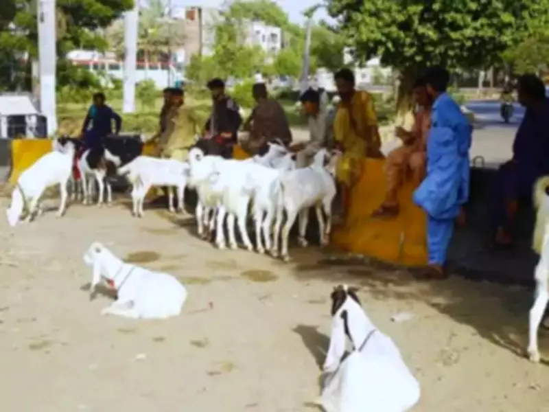 Pakistan Moves to Regulate Illegal Cattle Markets in Major Crackdown
