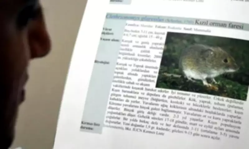 WHO Says Hantavirus Risk Low After Flight Attendant Tests Negative