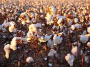 Bahawalpur Achieves 80% of Cotton Production Target