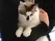 Cat Survives 14-Story Fall in Melbourne, Called a Miracle
