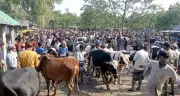 Crackdown on Illegal Cattle Markets Ahead of Eidul Adha