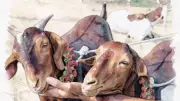 Eid-ul-Azha Spirit Lost to Animal Abuse: A Crisis of Compassion