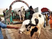 Eidul Azha animal waste becomes lucrative income source for nomads, workers