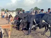 Eidul Azha: Beggars Turn Jamia Masjid Road into Meat Market