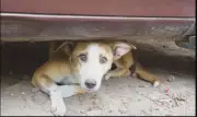 IHC Bans Inhumane Stray Dog Culling, Orders Humane Methods