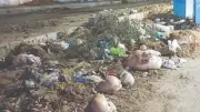 Punjab Imposes Rs50,000 Fine for Eid Waste Dumping