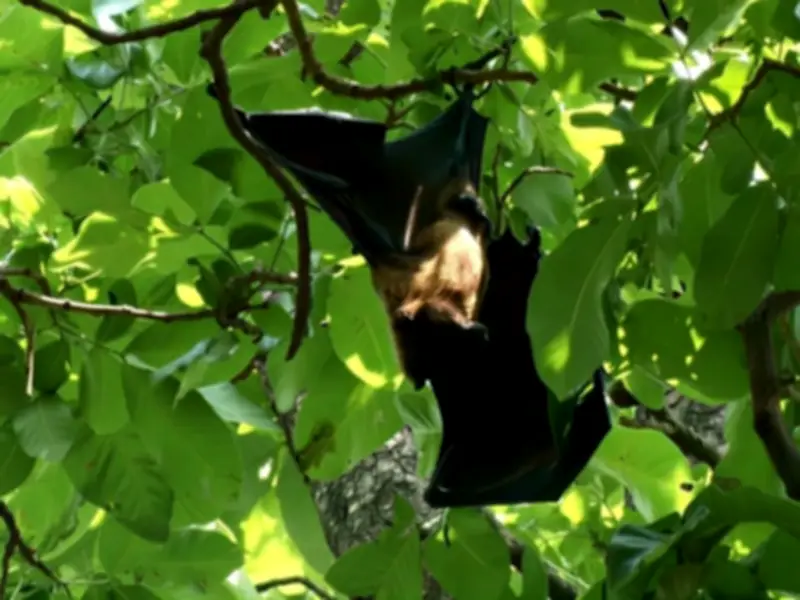 Bagh-e-Jinnah Bat Population Declining Due to Urbanisation and Myths