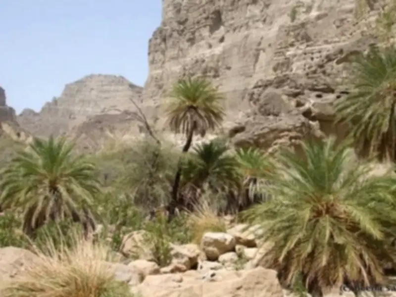 Balochistan Bans Tree Cutting, Wood Transport for One Year