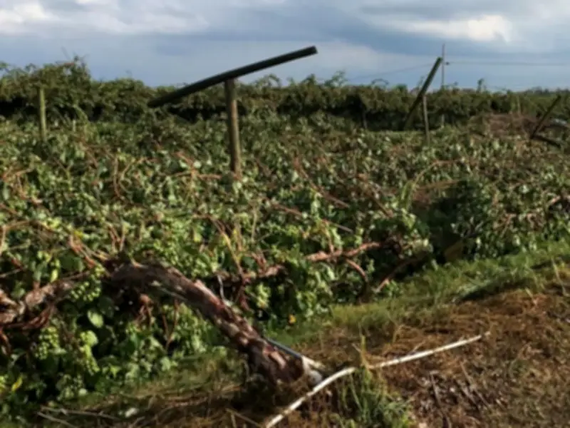 Climate Change Wreaks Havoc on K-P Crops, Farmers Face Ruin