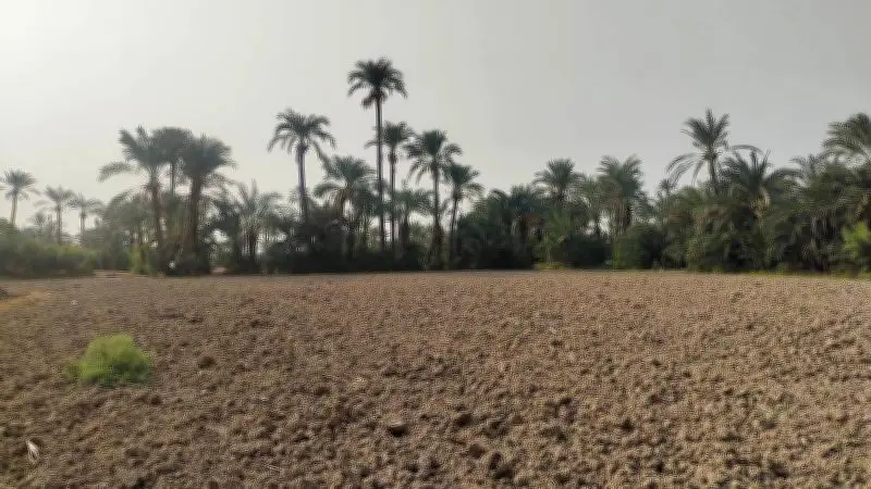Climate Shocks Cost Pakistan $59B: Need for Crop Insurance