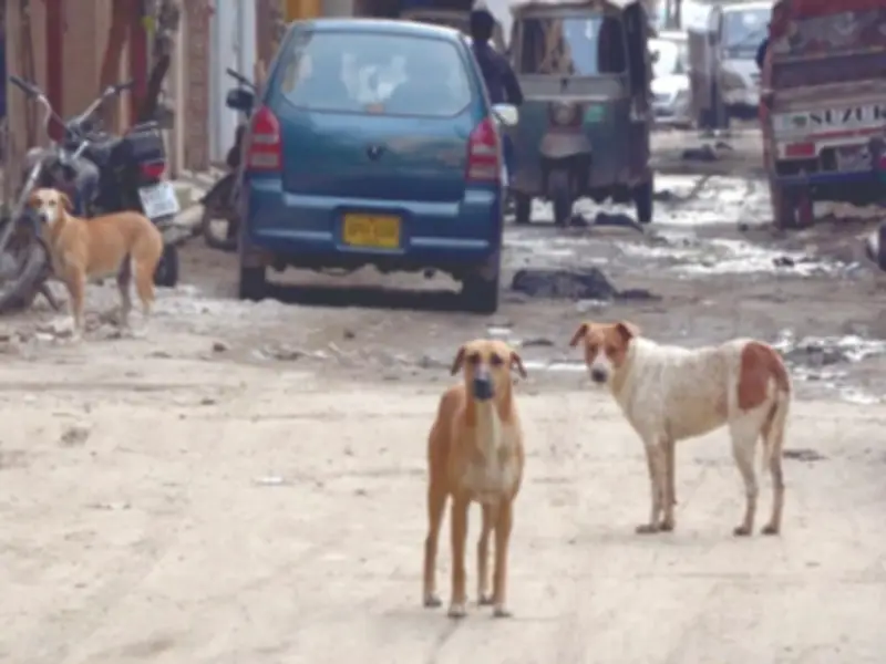 Dog-Bite Cases Surge in Karachi as Stray Dog Population Grows Unchecked