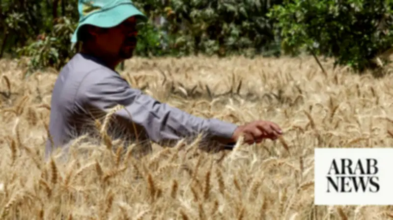 Egypt Seeks to Boost Wheat Imports and Storage Cooperation with Poland