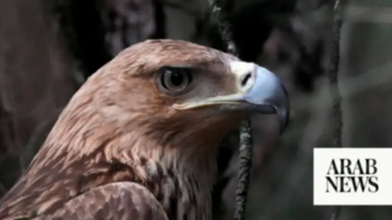Feliks the Eagle Returns to Serbia After Harrowing Kidnap Ordeal