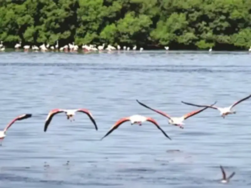 Flamingos Return to South Punjab After 40-Year Absence
