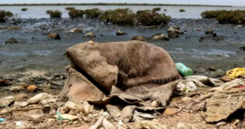 Ghotki Bar Moves SHC Against Toxic Wastewater Dumping