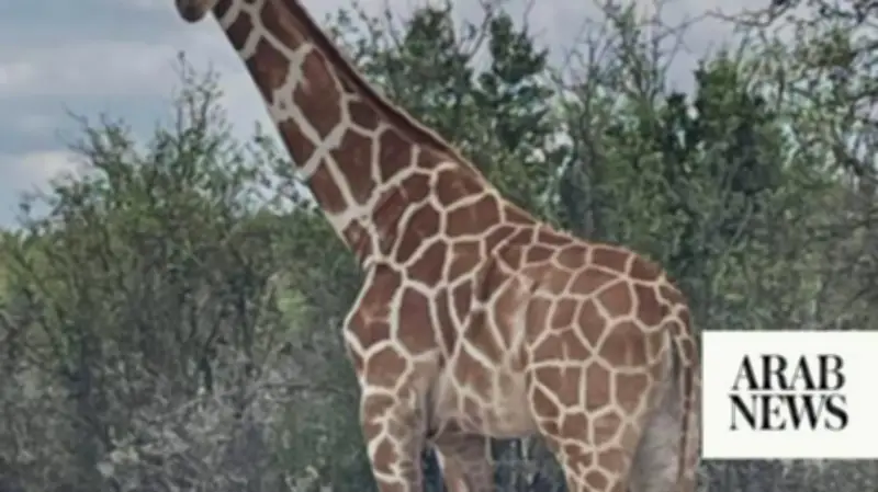 Giraffe Named Gracie Missing in Texas; Search Continues