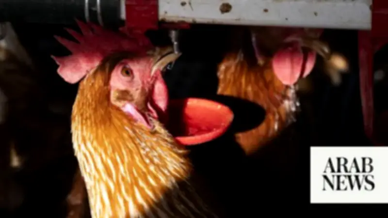 H5 Bird Flu Detected in Second Australian State, Poultry Lockdowns Imposed