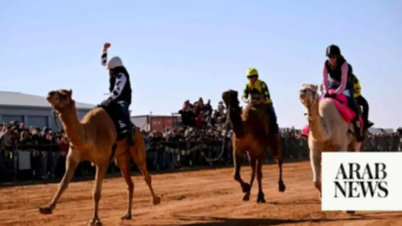 High-Strung Camels Race in Australian Outback at Marree Camel Cup