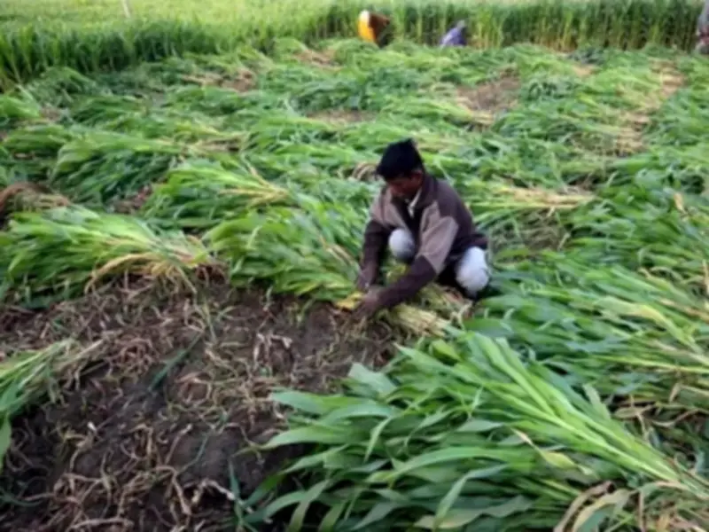 Indian Summer Crop Sowing Falls 23% as Monsoon Delays Hit Rice, Cotton, Soybeans