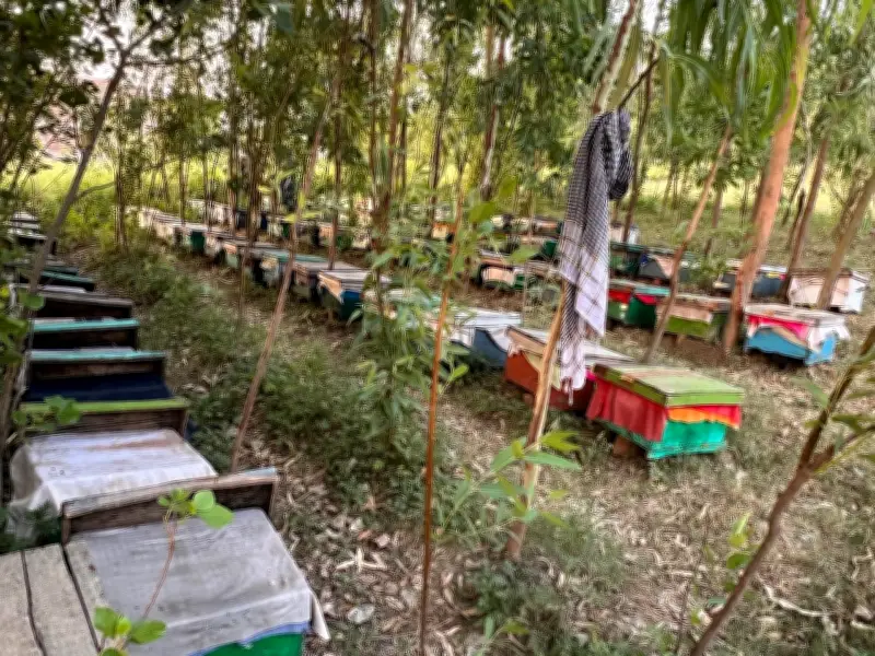 K-P Beekeepers Struggle as Climate Change Stings