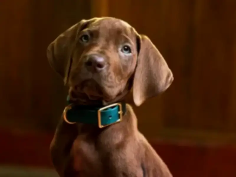 Netflix Reveals Cast for Live-Action Scooby-Doo Series Origins