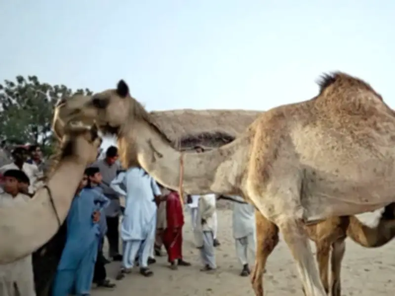 Outrage in Pakistan after camel tortured, blinded in Tharparkar