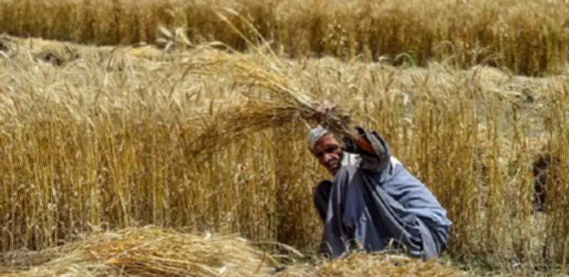 Pakistan Agriculture at Critical Crossroads: Economic Survey 2025-26 Reveals 7 Key Stress Signals