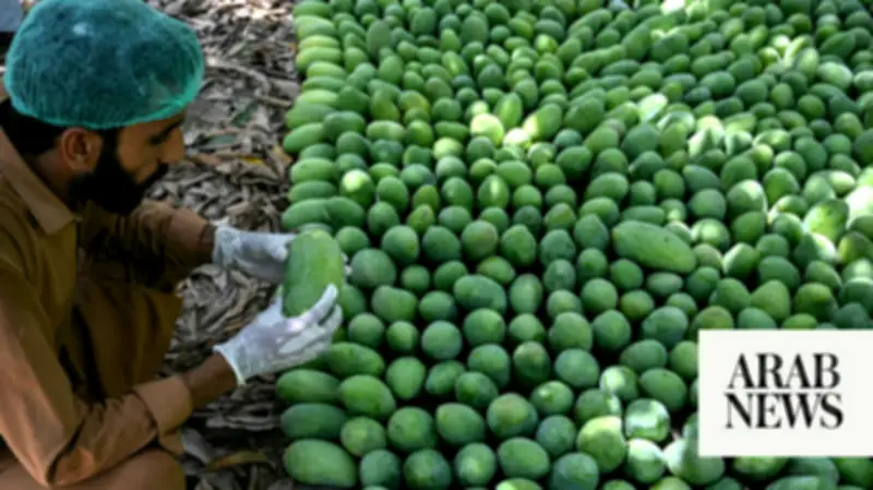 Pakistan Mango Export Earnings May Drop 30% Due to Climate and Gulf Conflict