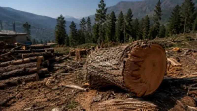 Pakistan's Forests: From Timber Banks to Ecological Lifelines