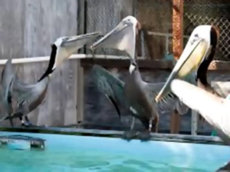 Pelicans' Eyes Sewn Shut During Smuggling, Wildlife Officials Reveal