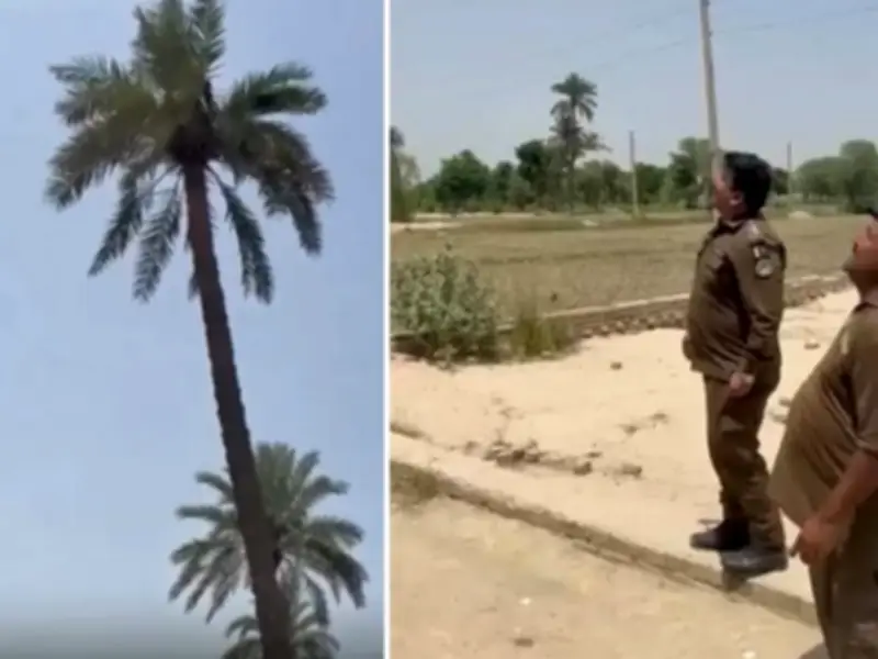 Proclaimed Offender Arrested After Climbing 60-Foot Palm Tree in Dera Ghazi Khan