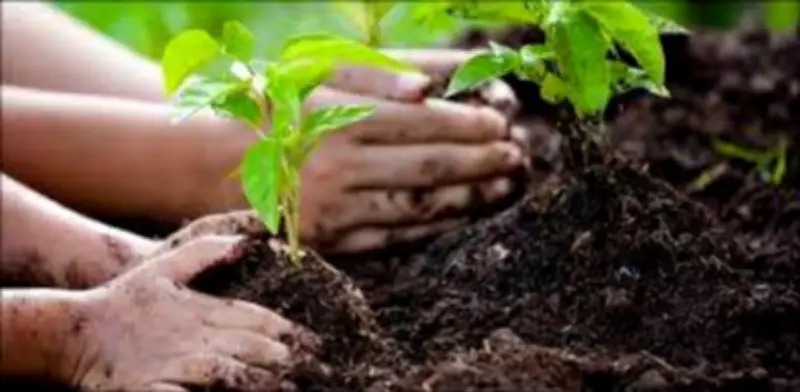 Punjab Govt Launches Rs2.5 Billion Afforestation Project in Southern Punjab