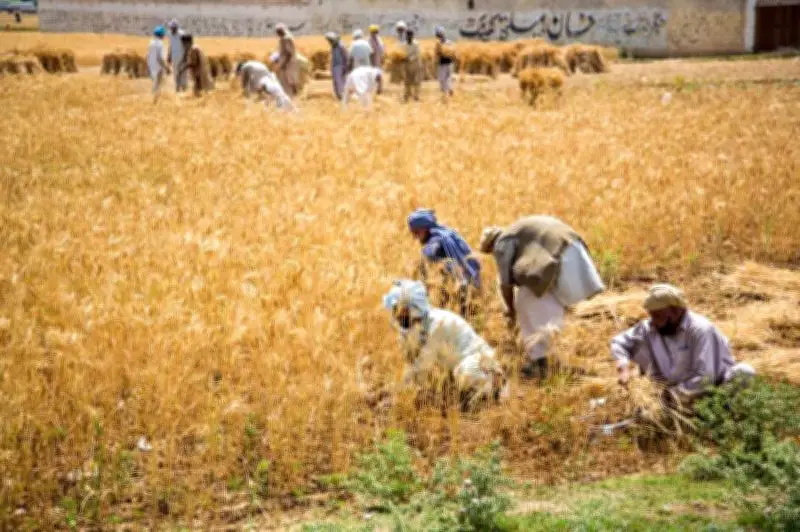 Punjab Kissan Cards empower 832,000 farmers with Rs25.4 billion loans