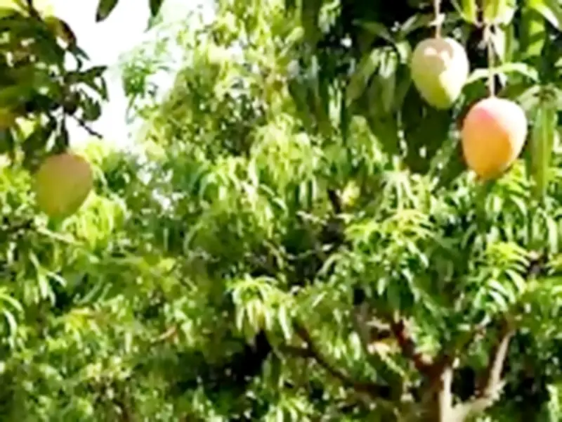 Punjab's Mango Industry Faces 20% Production Decline Due to Climate Challenges