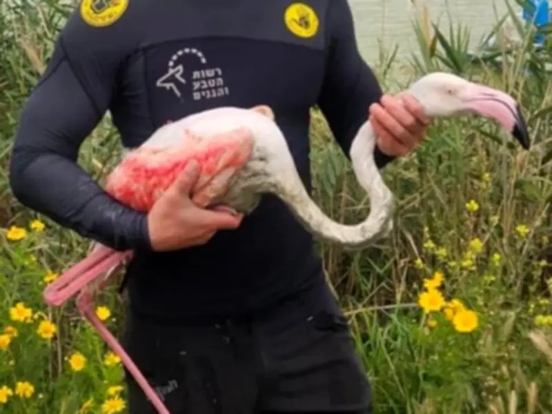Rare Migratory Flamingo Rescued in Chichawatni, Shifted to Wildlife Park