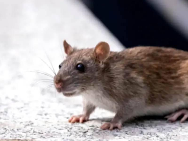 Rat Attacks on the Rise in Peshawar: Over 3,000 Bite Cases in Three Months