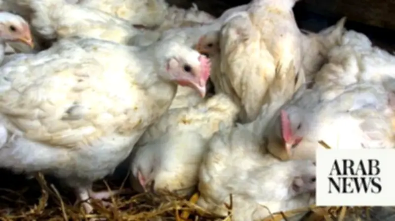 Record Heat Causes Mass Poultry Deaths in France
